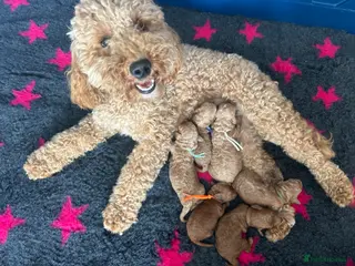 Cavapoo dogs 5 star licensed Cavapoo home breeder wait list - Advert 1