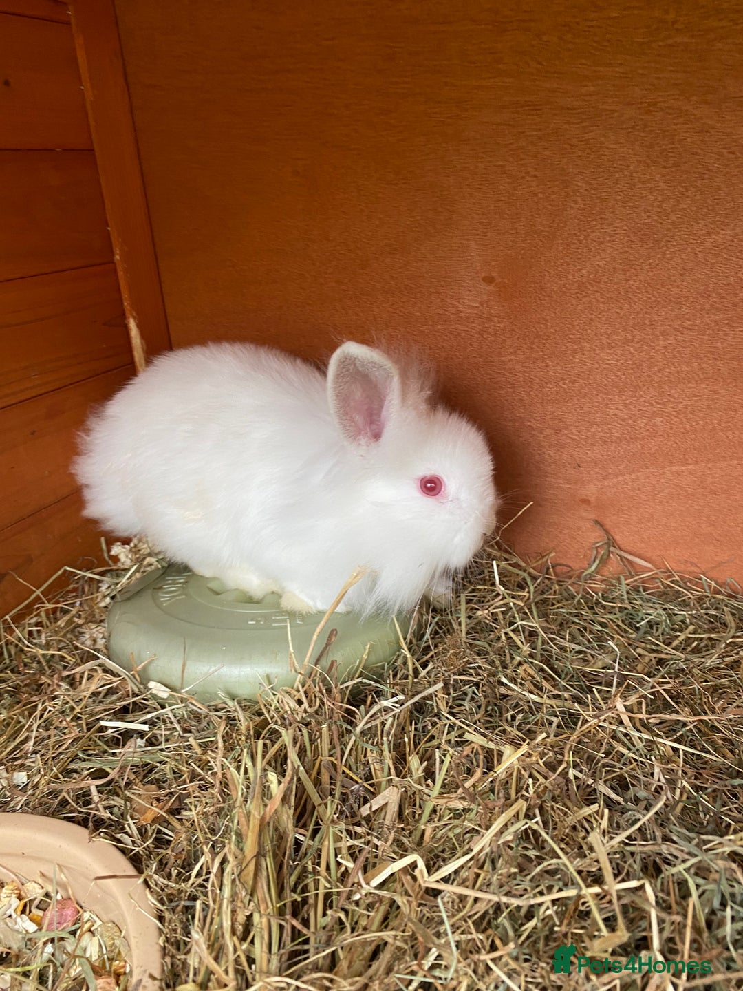 Mini Lion Lop rabbits for sale: Baby male rabbits ready now  - Image 4