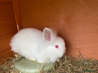 Mini Lion Lop rabbits - Advert 6