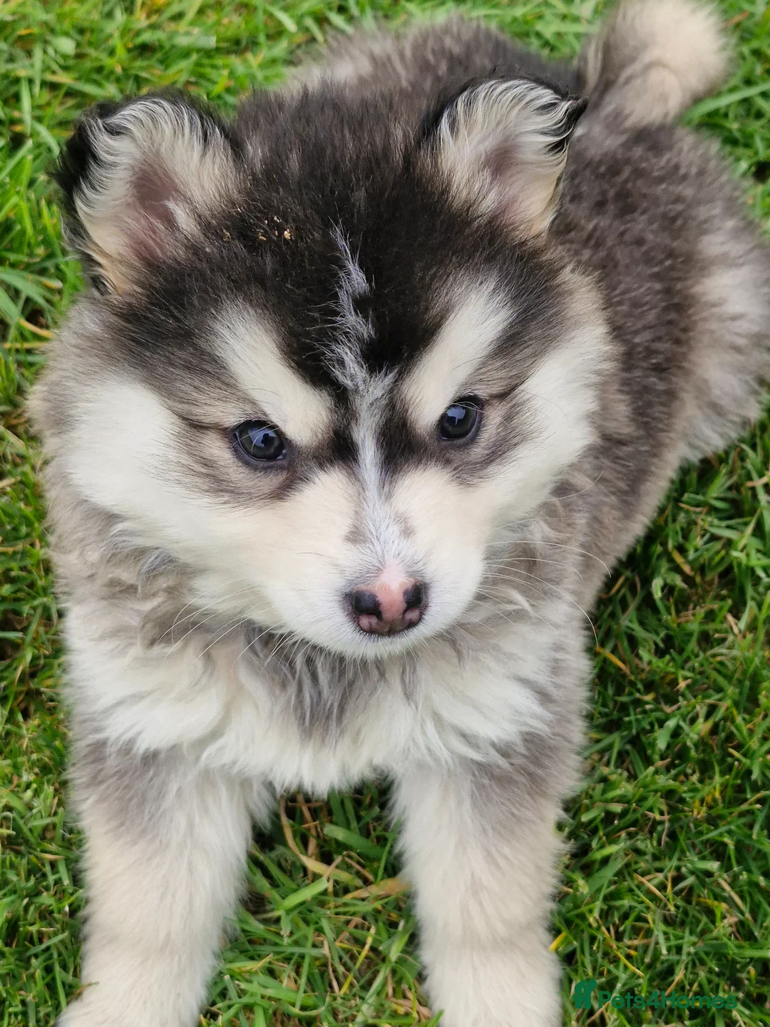 Pomsky dogs for sale: Pomsky puppies - Advert 2
