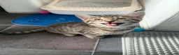 Mixed Breed cats for sale: 4 beautiful bengal mix kitten - Advert 17