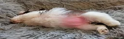 Shih Tzu dogs for sale: Clan of beautiful Shih tzu Toebeans  - Advert 5