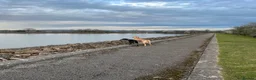 Great Dane dogs for sale: Fawn Great Dane around 3/4years old.  - Advert 1