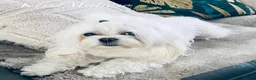 Maltese dogs for stud: 🌟Stunning KC Reg Korean Maltese boy for STUD - Advert 5
