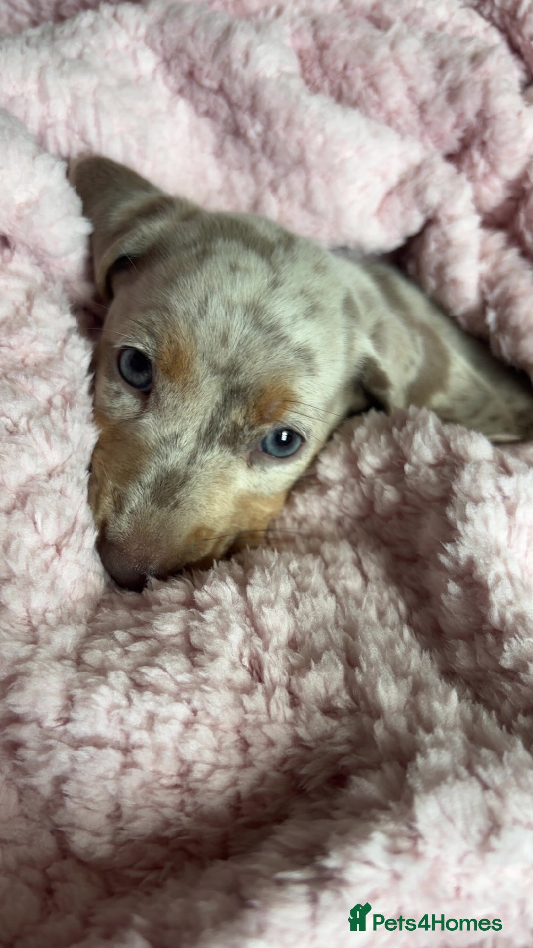 Dachshund dogs for sale: Beautiful girl dachshund  - Image 5