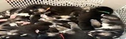 Shepsky dogs for sale: Puppies for sale - Advert 4