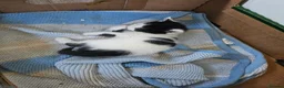 Mixed Breed cats for sale: Beautiful Maine Coon mix kittens  - Advert 3