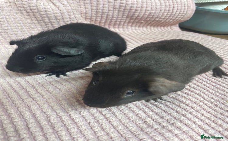 Guinea Pig rodents - Advert 3