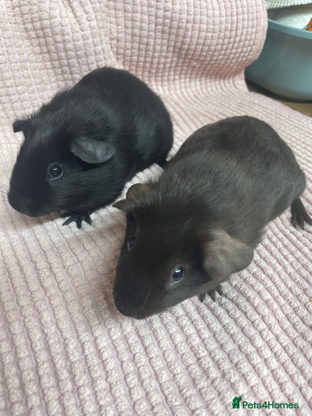 Guinea Pig rodents for sale: Pair of Sow Guinea Pigs - Image 1