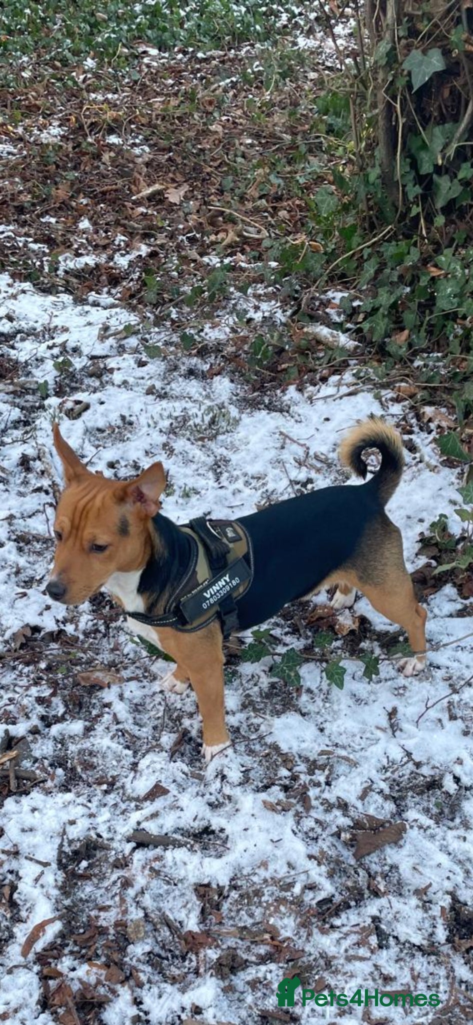 Jack Russell dogs for stud: Miniature Jack Russell for stud - Advert 4