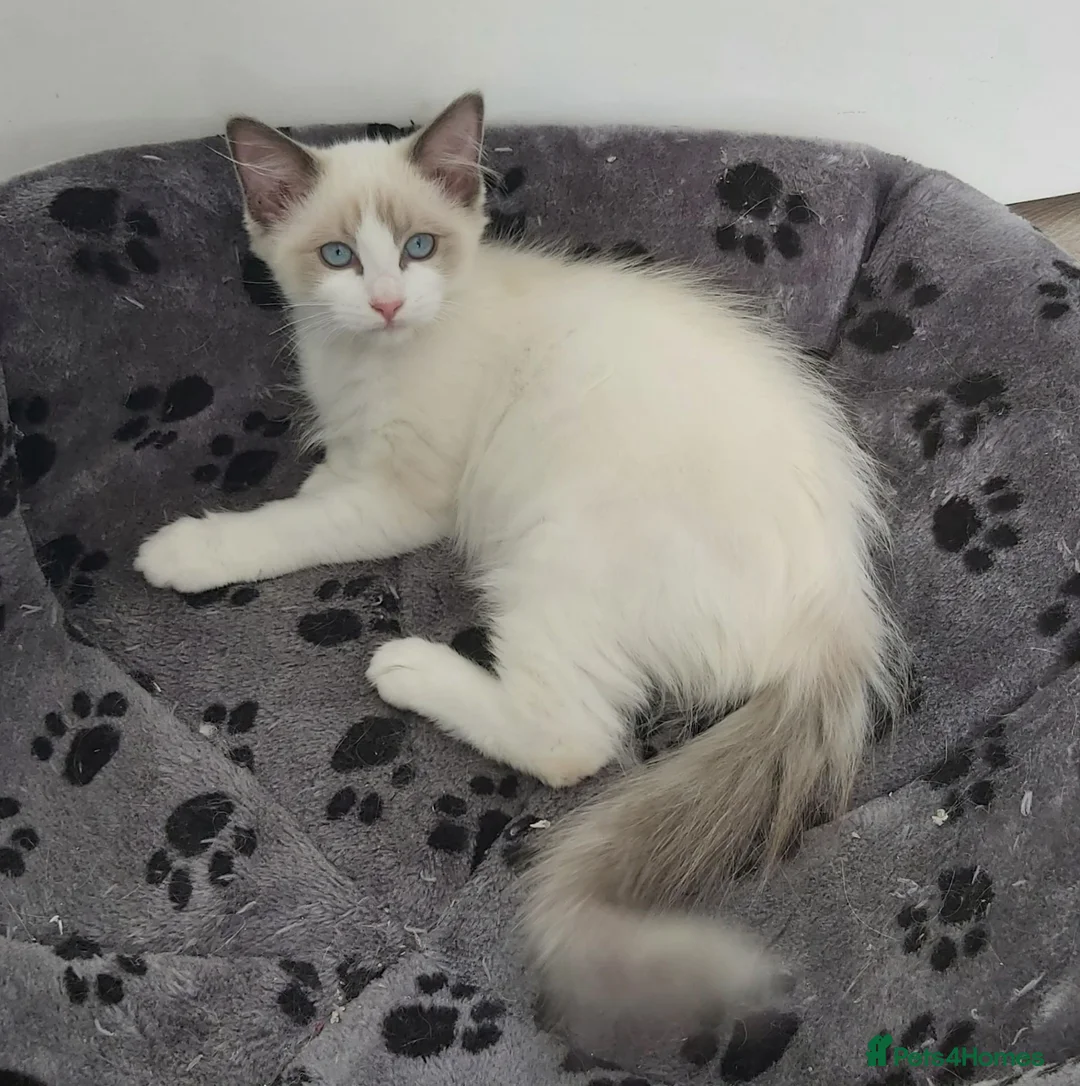 Ragdoll cats for sale: RAGDOLLS SEAL POINT BICOLOUR GIRLS BLUE EYES  - Advert 2