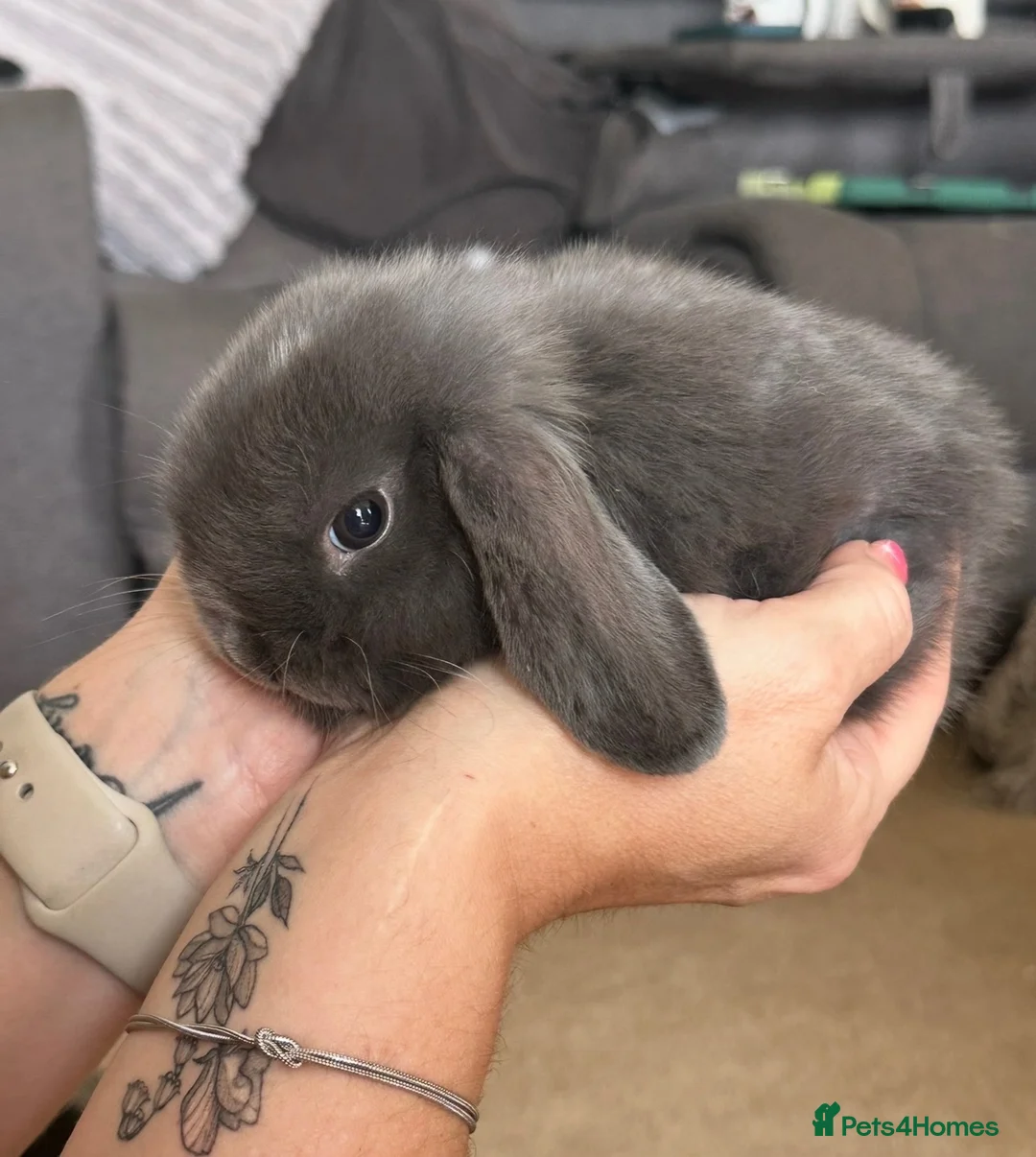 Mini Lop rabbits for sale: Mini lop babies  - Advert 2