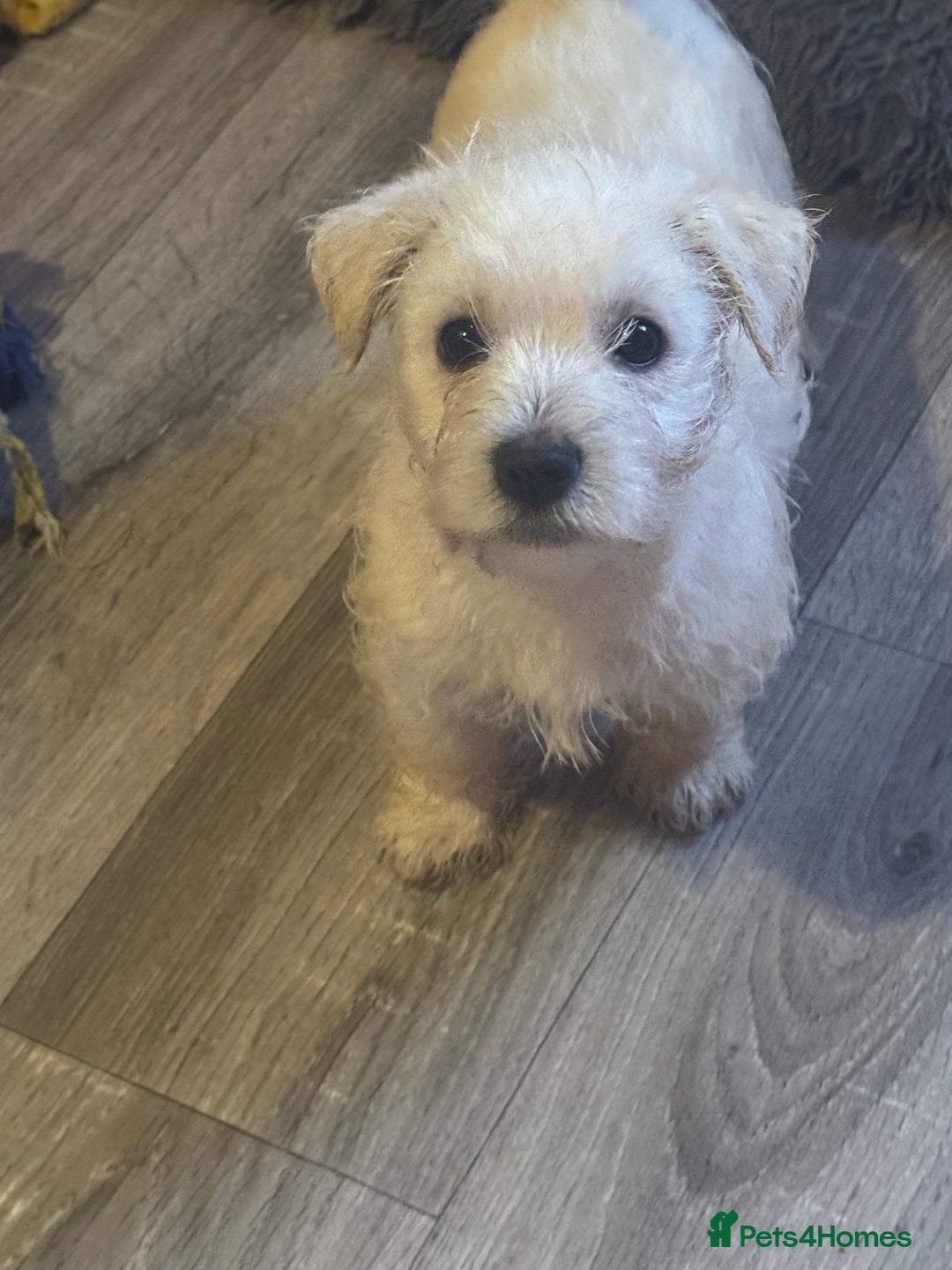 West Highland Terrier dogs for sale: West highland terriers  - Advert 15