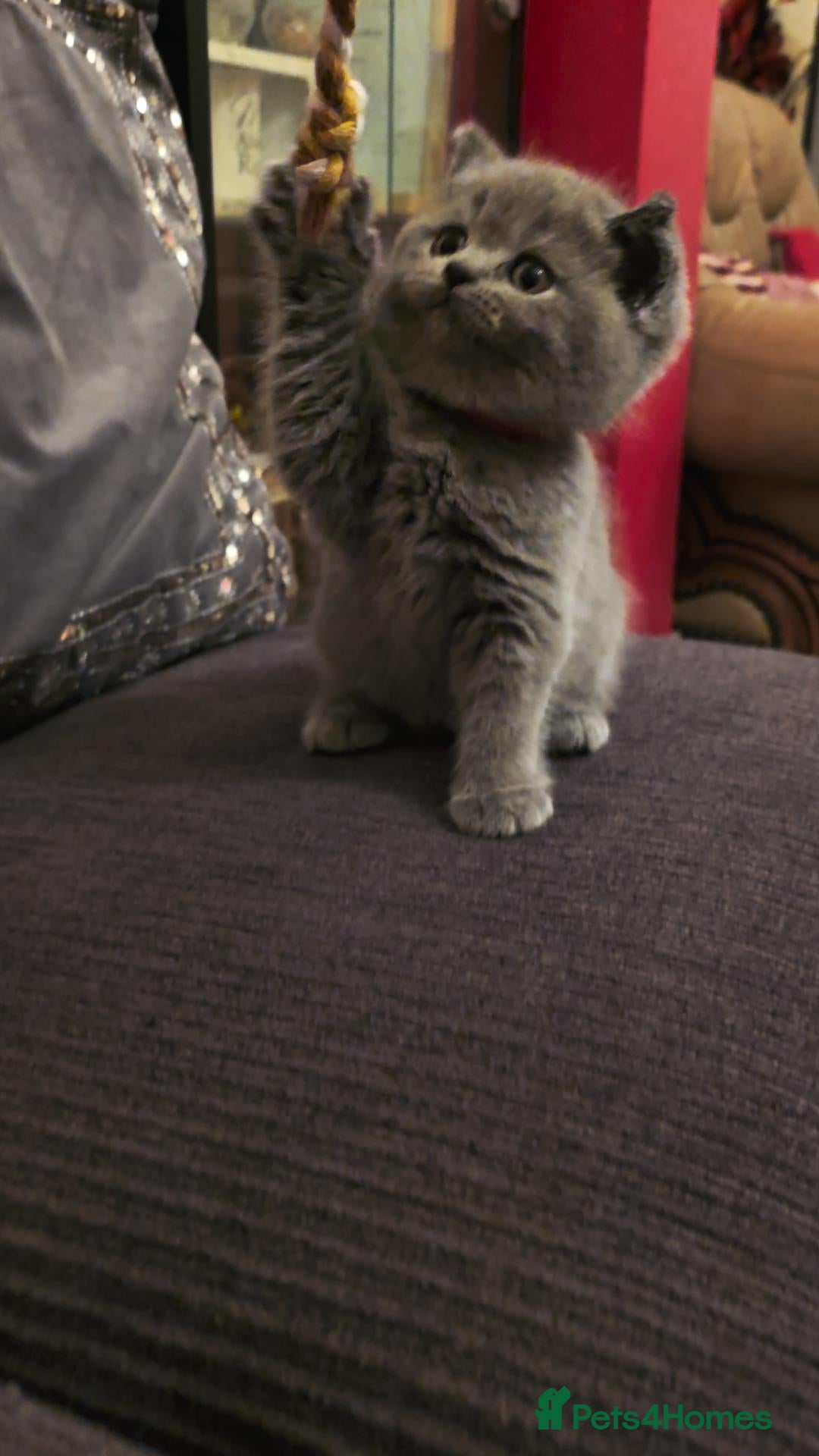British Shorthair cats British Shorthair Kittens - Lilac & Blue Pedigree - Advert 2