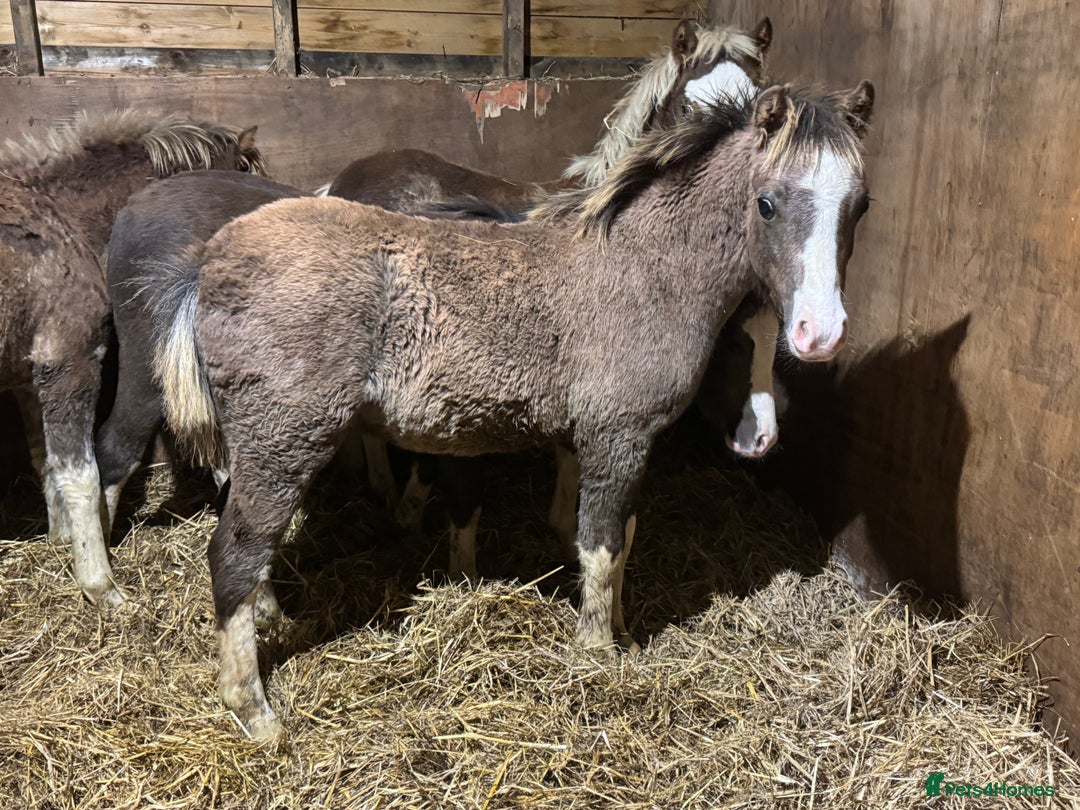 Welsh Section A horses for sale: Homes saught for the Welsh Babies  - Advert 6