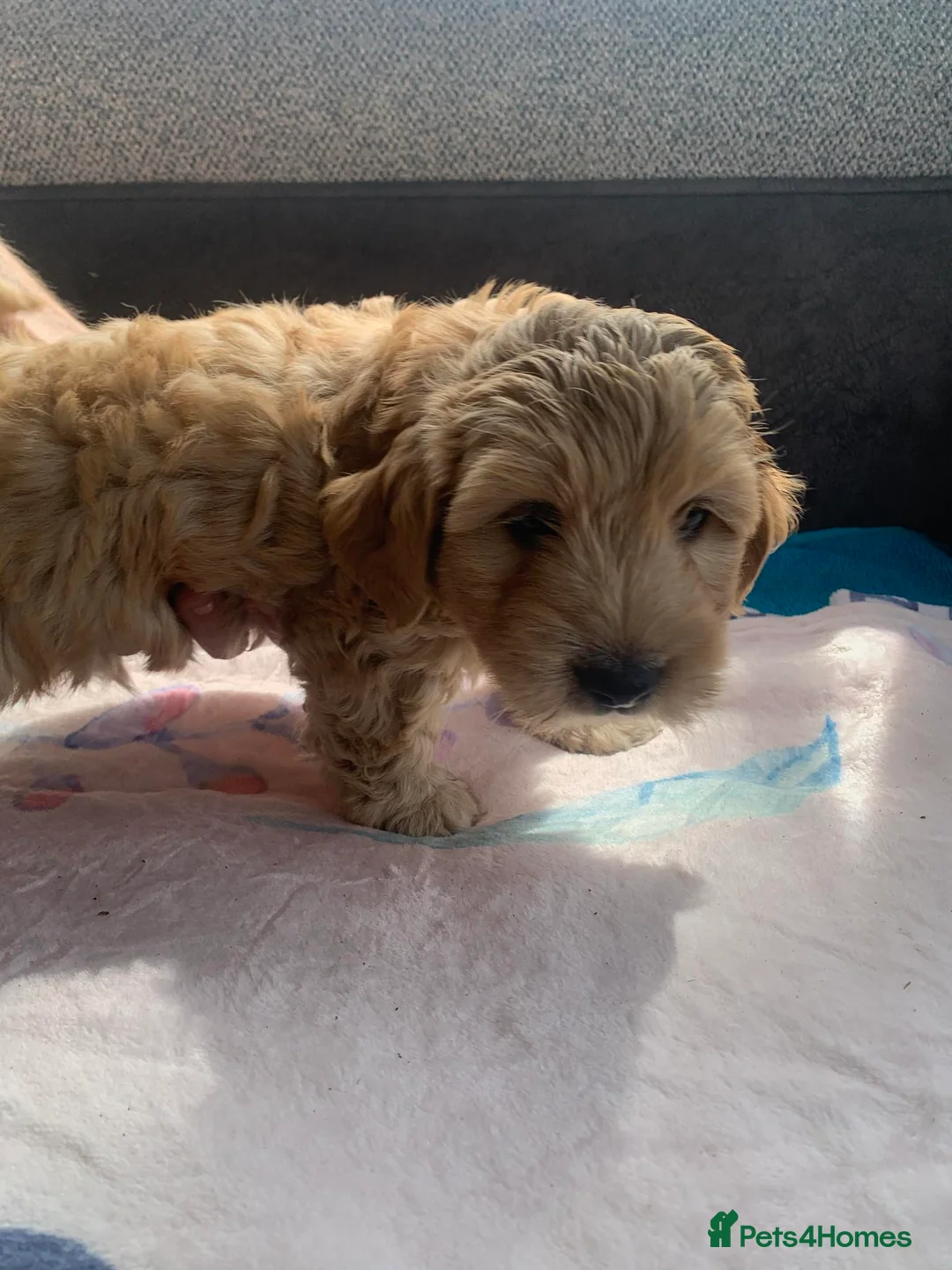 Cockapoo dogs for sale: Cockapoo puppies  - Advert 6