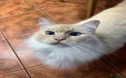 Ragdoll cats for sale: Vince the ragdoll.  - Image 9