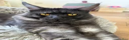 Maine Coon cats for sale: Beautiful Maincoons from registered parents - Advert 38
