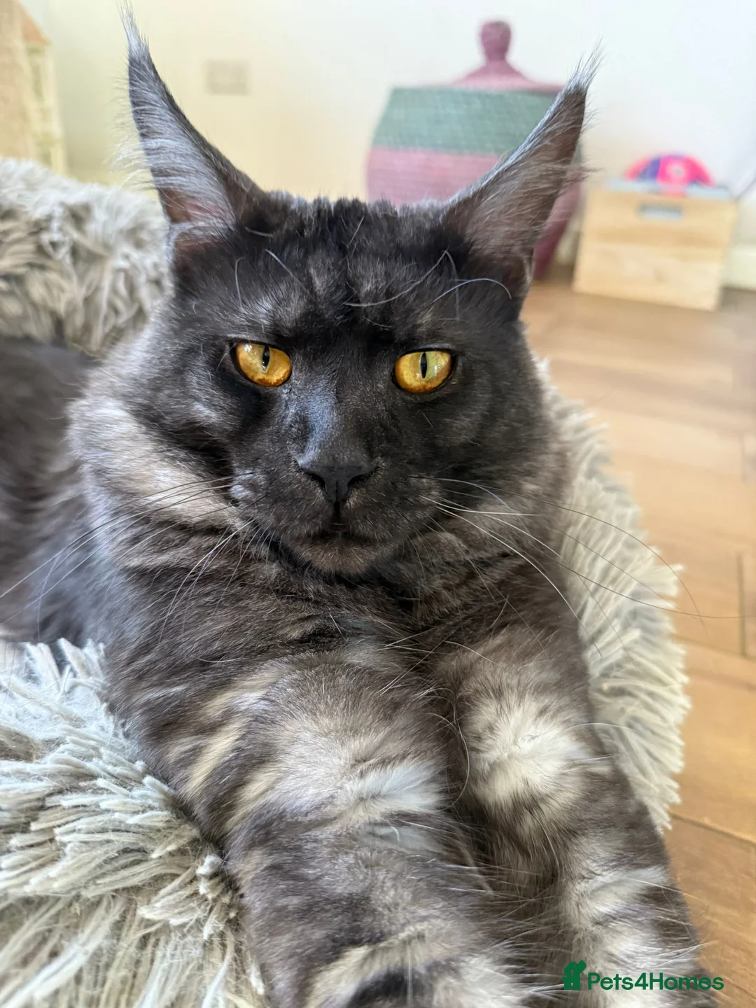Maine Coon cats for sale: Beautiful Maincoons from registered parents - Advert 38