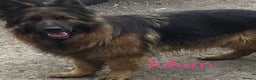 German Shepherd dogs for sale: chunky longhaired GSD pups for sale - Advert 9