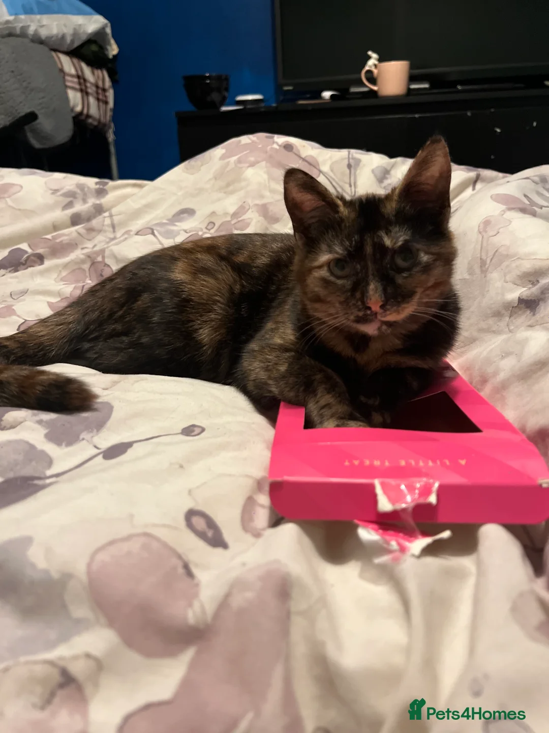 Mixed Breed cats for sale: Mixed breed kittens for sale  - Advert 1