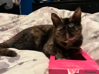 Mixed Breed cats Mixed breed kittens for sale - Advert 1