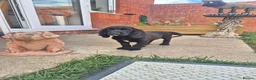Cocker Spaniel dogs for sale: 🐾 8 Beautiful Working Cocker Spaniel Puppies 🐾 - Advert 2