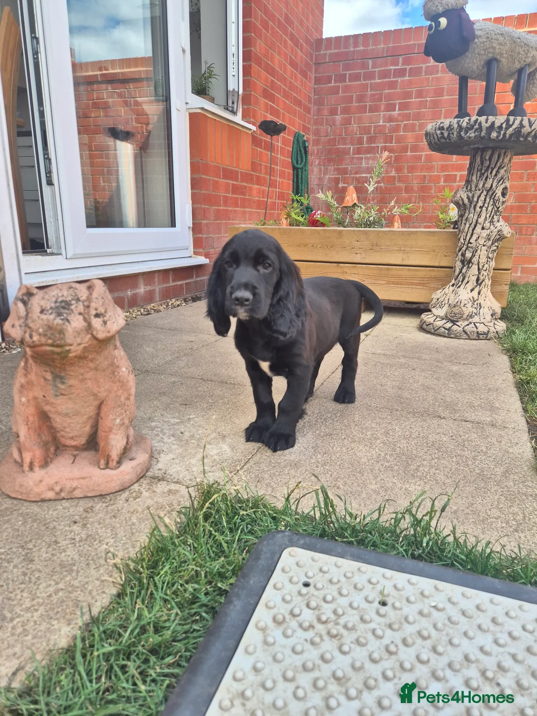 Cocker Spaniel dogs for sale: 🐾 8 Beautiful Working Cocker Spaniel Puppies 🐾 - Advert 2