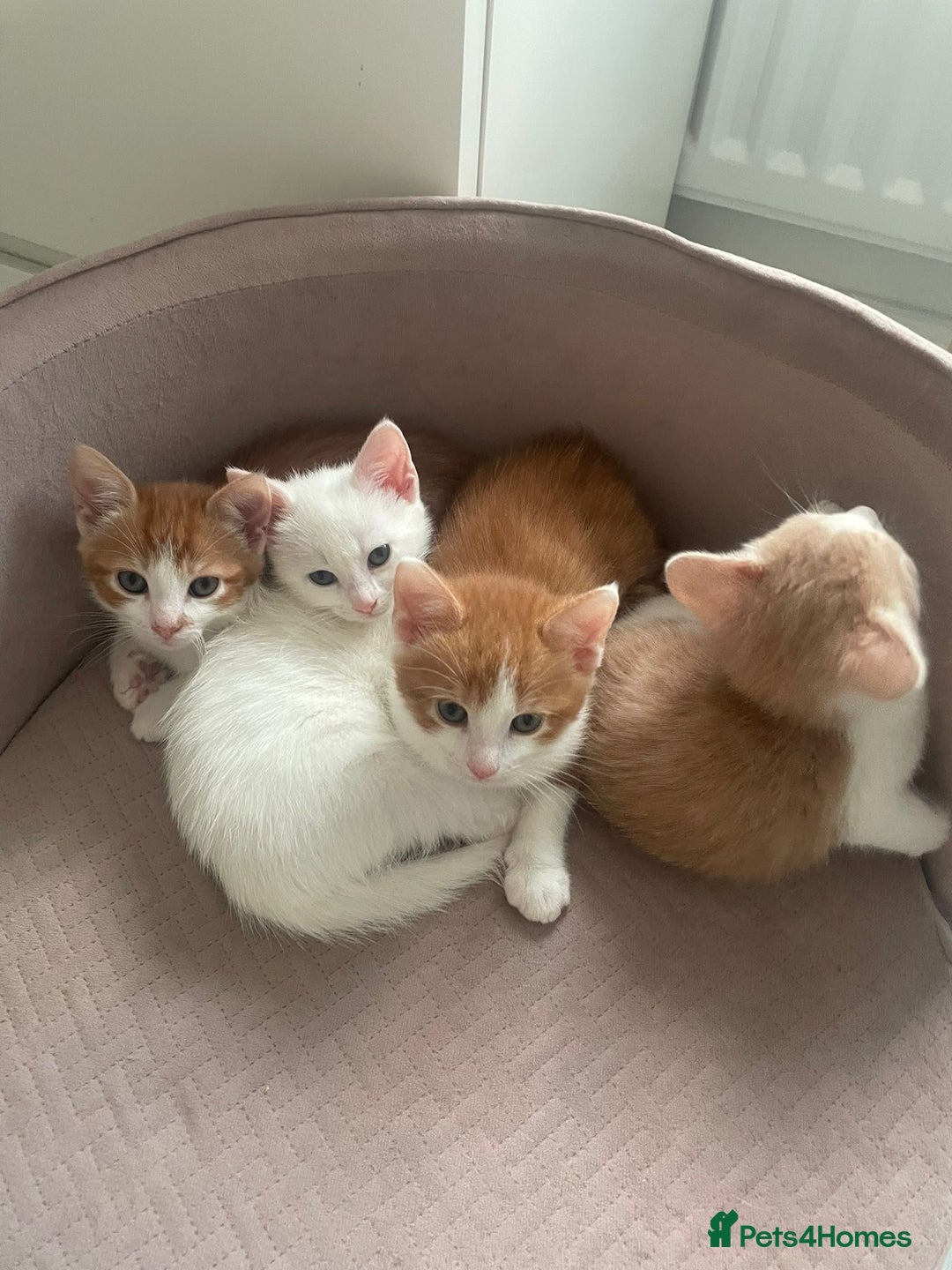 Mixed Breed cats for sale: Sweet Little Kittens Ready Soon - Advert 4