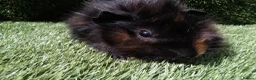 Guinea Pig rodents for sale: ABYSSINIAN BOYS - Advert 16