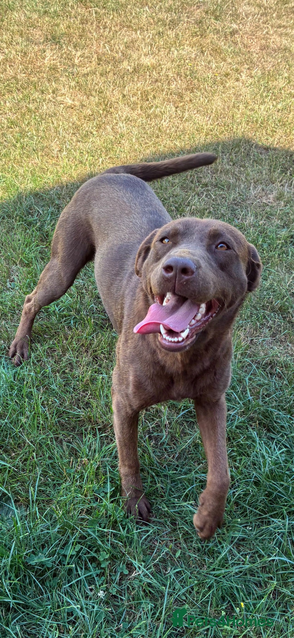 Labrador Retriever dogs WAITING LIST - KC Reg Labradors  - Advert 7