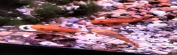Plecos fish for sale: Super red short fin bristlenose plecos NR5 0PX  in Norwich - Advert 1