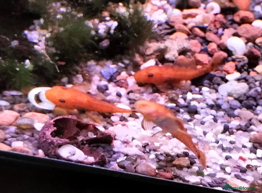 Plecos fish for sale: Super red short fin bristlenose plecos NR5 0PX  in Norwich - Advert 1