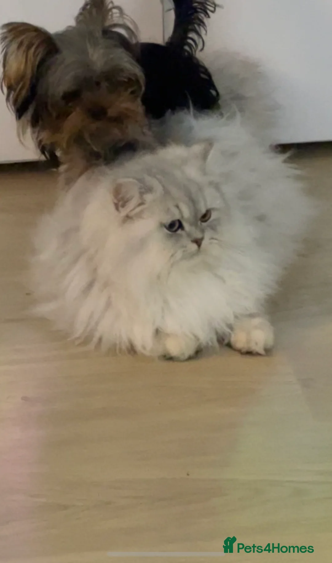 Persian cats for stud: 🌟PERSIAN White Chinchilla for STUD 🌟 - Advert 6