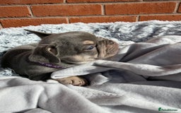 French Bulldog dogs for sale: 7 BEAUTIFUL FRENCHIE PUPPIES FOR SALE 🐾🐶  - Image 29