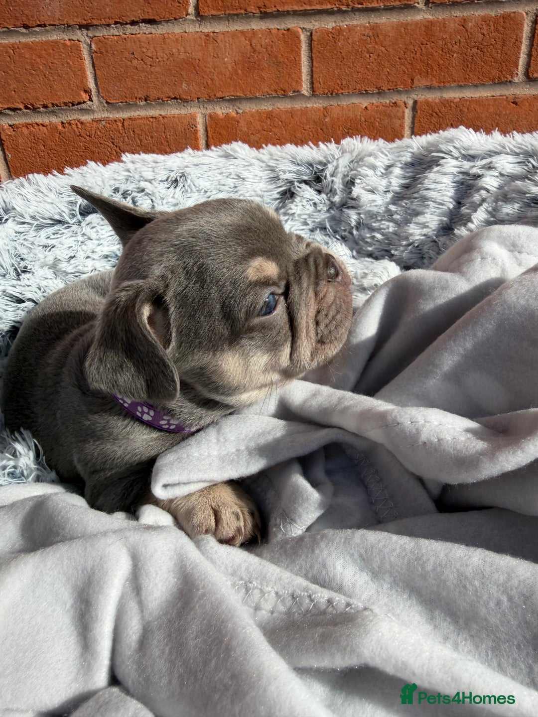 French Bulldog dogs for sale: 7 BEAUTIFUL FRENCHIE PUPPIES FOR SALE 🐾🐶  - Image 29