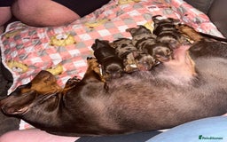 Miniature Dachshund dogs for sale: Miniature dachshund puppies - Image 8