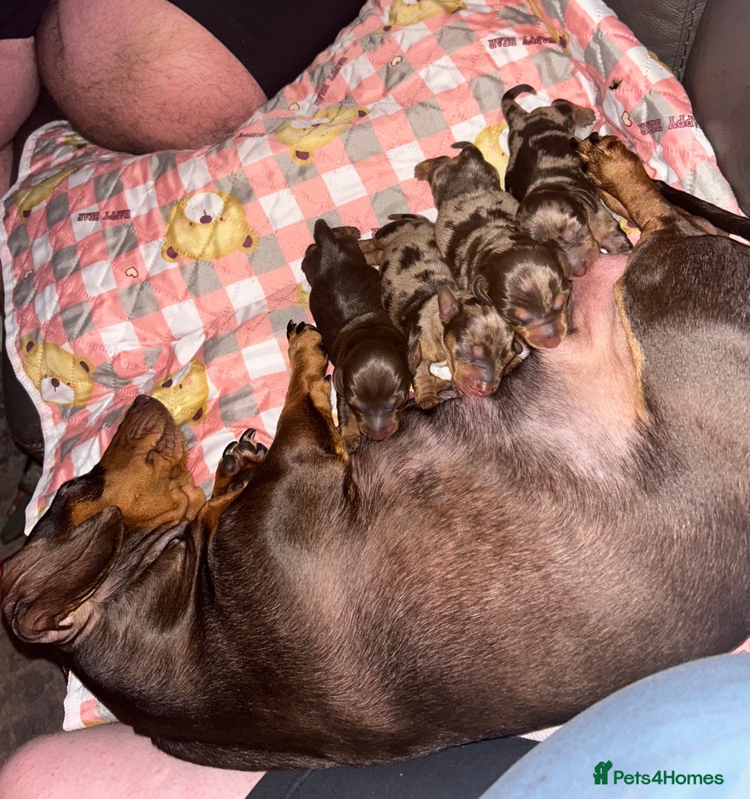 Miniature Dachshund dogs for sale: Miniature dachshund puppies - Image 8