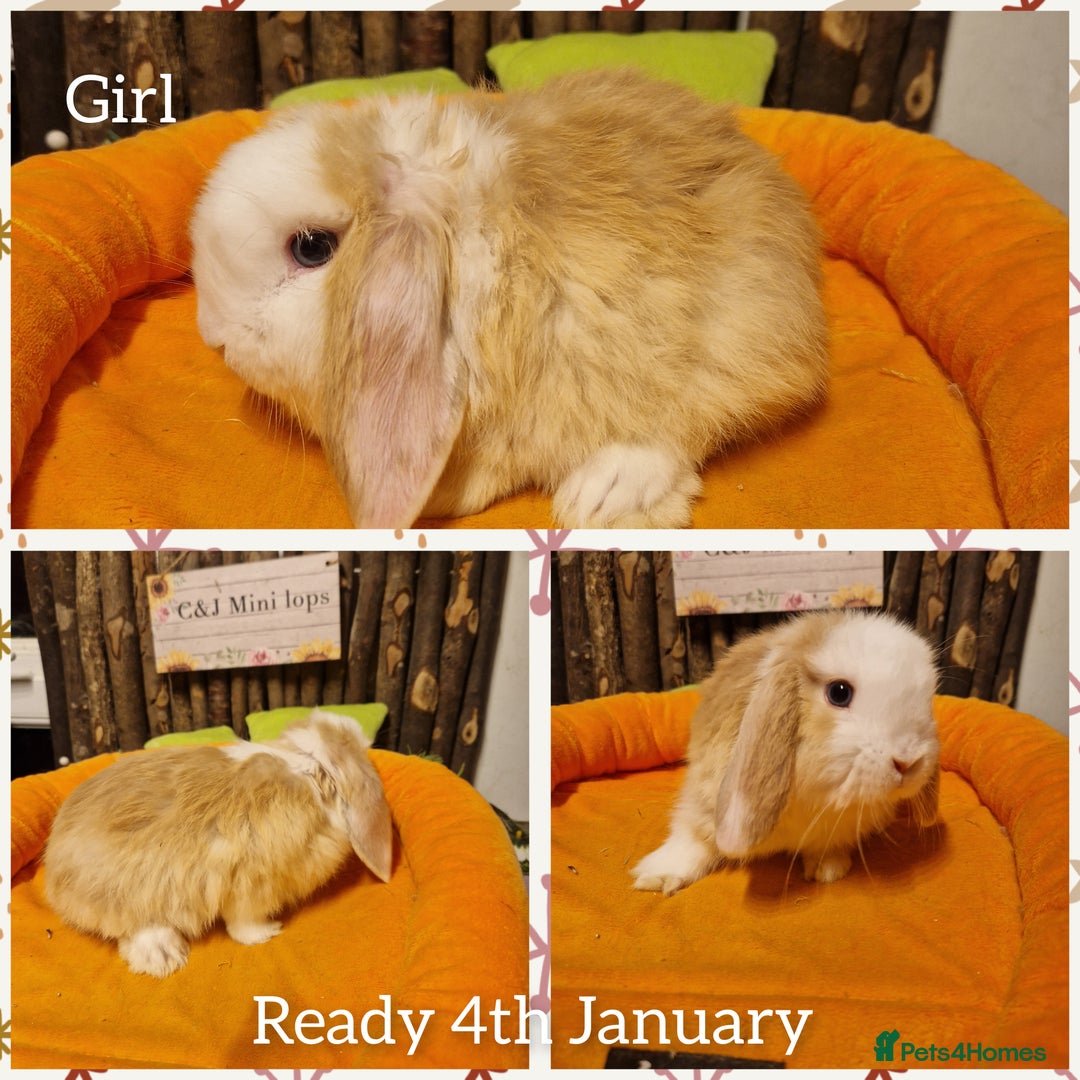 Mini Lop rabbits for sale: Mini lop kits ready now  - Advert 3