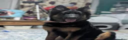 German Shepherd dogs for sale: Lovely German Shepherd  in Canterbury - Advert 2