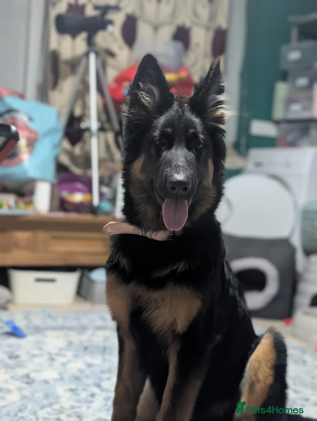 German Shepherd dogs for sale: Lovely German Shepherd  in Canterbury - Advert 2