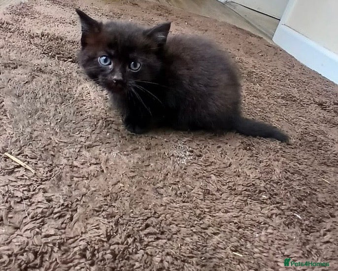 Mixed Breed cats Kittens - Advert 12