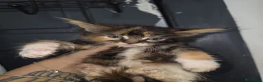 Maine Coon 2