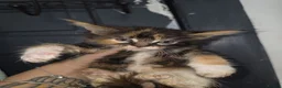 Maine Coon cats for sale: Exceptional maine coon kittens - Advert 4