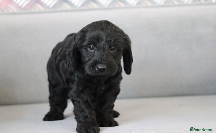 Cockapoo dogs F1 Cockapoo puppies for sale - Advert 8