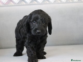 Cockapoo dogs F1 Cockapoo puppies for sale - Advert 8