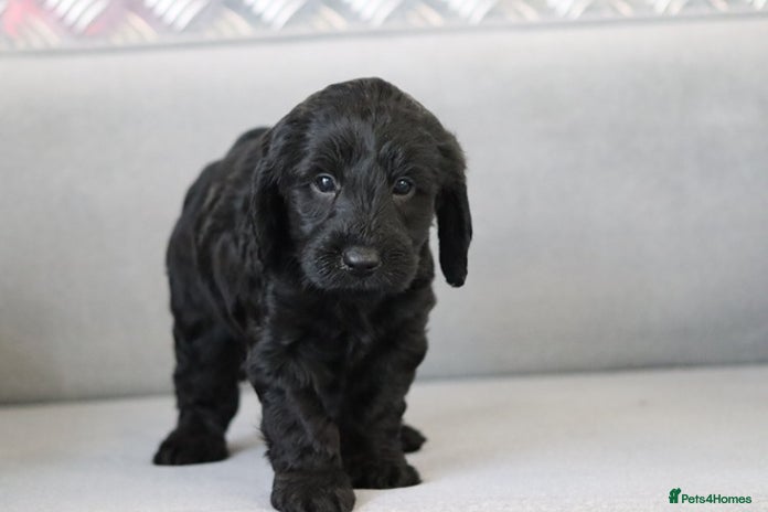 Cockapoo dogs F1 Cockapoo puppies for sale - Advert 8