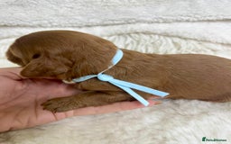 Cavapoo dogs for sale: Top Quality extensively tested F1b Toy cavapoo’s  - Image 7