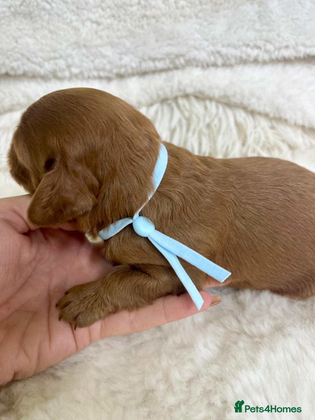 Cavapoo dogs for sale: Top Quality extensively tested F1b Toy cavapoo’s  - Image 7