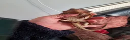 Bearded Dragon reptiles for sale: Bearded dragons for sale  - Advert 7